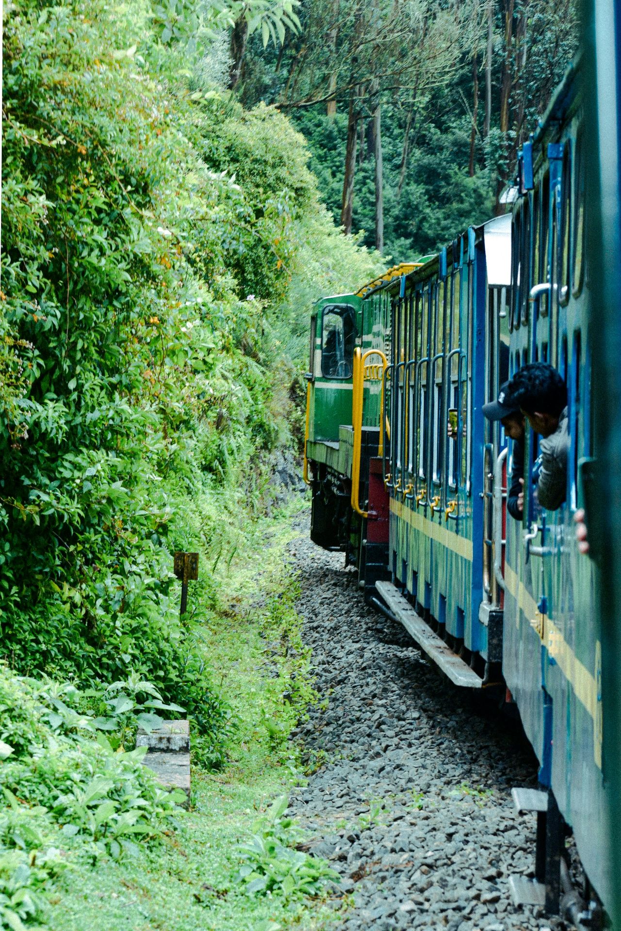 a train traveling through a lush green forest